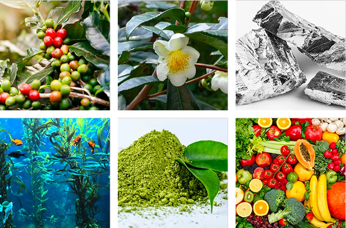 Java Burn ingredients